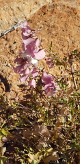Prostanthera magnifica