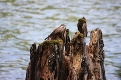 Cinclodes patagonicus