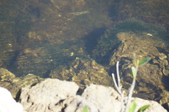 Archosargus probatocephalus