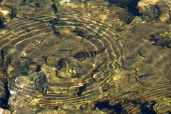 Archosargus probatocephalus