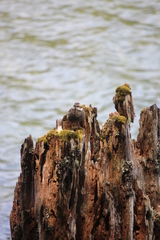 Cinclodes patagonicus