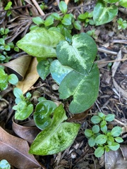 Syngonium podophyllum