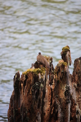 Cinclodes patagonicus