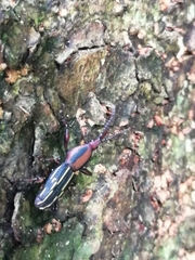 Estenorhinus goudoti