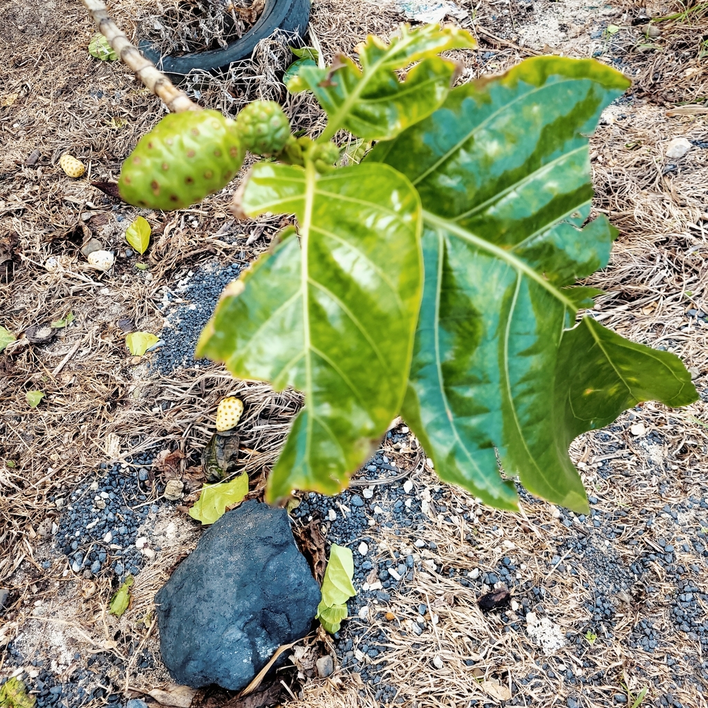 Morinda citrifolia, Cook Islands