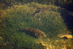 Archosargus probatocephalus