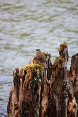 Cinclodes patagonicus