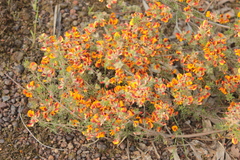 Pultenaea humilis