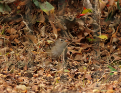 Zonotrichia leucophrys