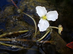 Sagittaria kurziana
