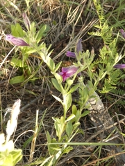 Petunia integrifolia