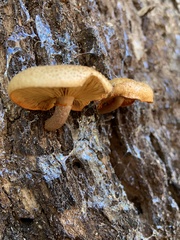 Gymnopilus suberis
