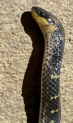 Atractus lancinii