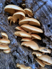 Gymnopilus suberis