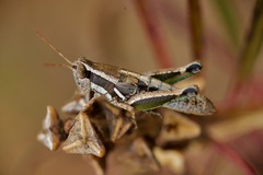 Phaedrotettix