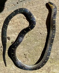 Atractus lancinii