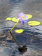Nymphaea gigantea