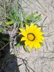 Gazania rigens