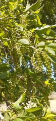Phytolacca dioica