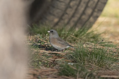 Junco hyemalis mearnsi