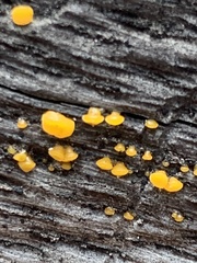 Dacrymyces capitatus