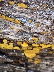Dacrymyces capitatus