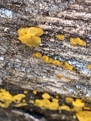 Dacrymyces capitatus