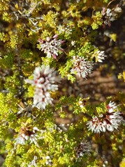 Darwinia capitellata