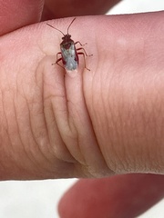 Liorhyssus