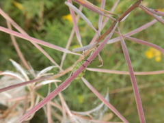 Chlorochroa persimilis