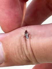 Liorhyssus