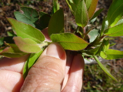 Arctostaphylos virgata