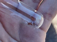 Pogonomyrmex maricopa