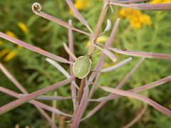 Chlorochroa persimilis