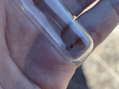 Pogonomyrmex maricopa