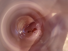 Pogonomyrmex maricopa