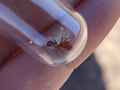 Pogonomyrmex maricopa