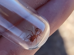 Pogonomyrmex maricopa