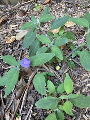 Ruellia squarrosa