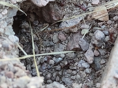 Novomessor albisetosus