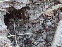 Novomessor albisetosus