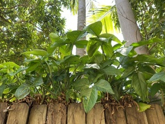 Syngonium podophyllum