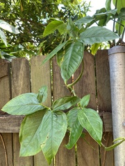 Syngonium podophyllum