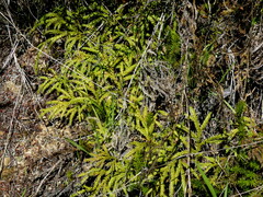 Lycopodium volubile