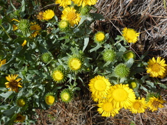 Grindelia stricta platyphylla