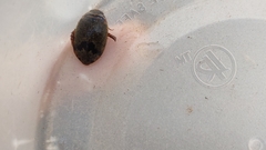 Thermonectus nigrofasciatus nigrofasciatus