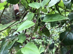 Vincetoxicum barbatum