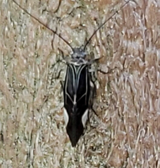 Cerastipsocus venosus