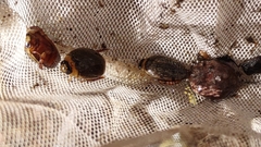 Thermonectus sibleyi