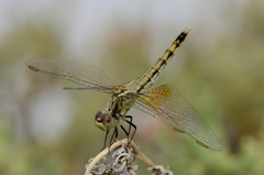 Erythrodiplax corallina